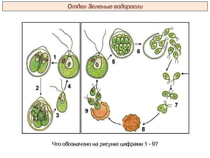 Отдел Зеленые водоросли Что обозначено на рисунке цифрами 1 - 9? 