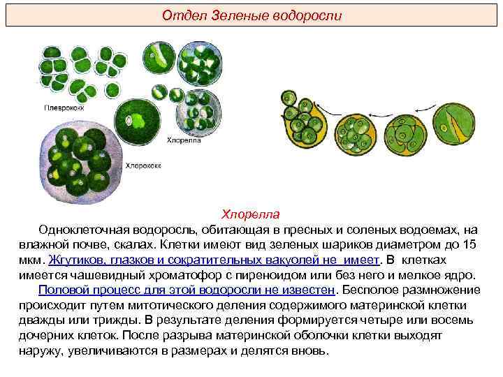 Эволюция одноклеточных водорослей. Хлорелла жизненный цикл схема. Хлорелла водоросль размножение. Цикл воспроизведения хлореллы. Хлорелла и хлорококк.