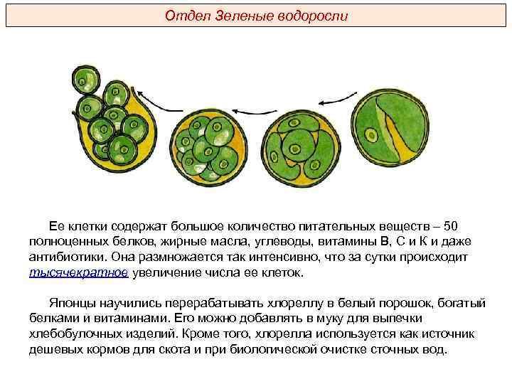 Отдел Зеленые водоросли Ее клетки содержат большое количество питательных веществ – 50 полноценных белков,