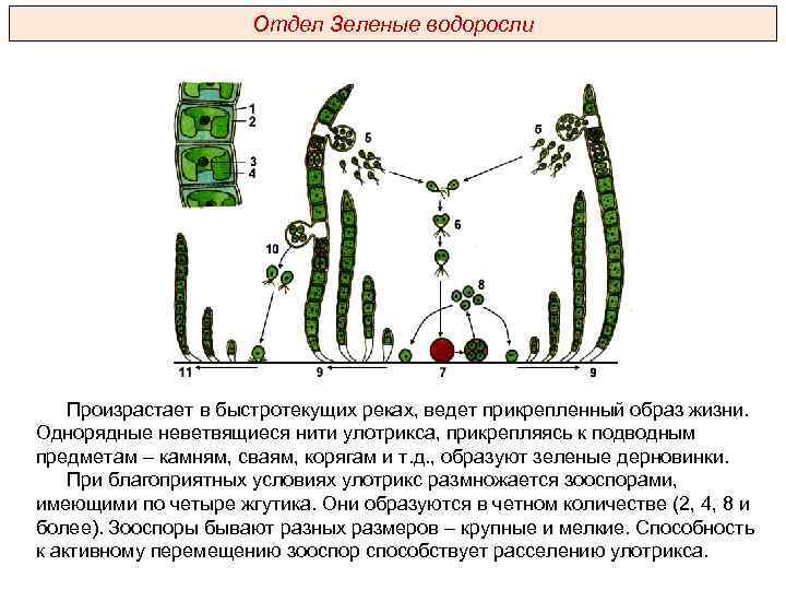 Отдел Зеленые водоросли Произрастает в быстротекущих реках, ведет прикрепленный образ жизни. Однорядные неветвящиеся нити