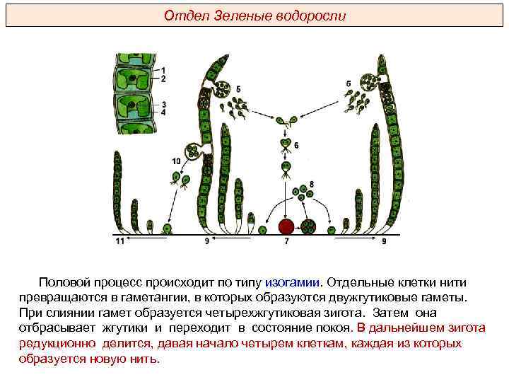 Отдел Зеленые водоросли Половой процесс происходит по типу изогамии. Отдельные клетки нити превращаются в