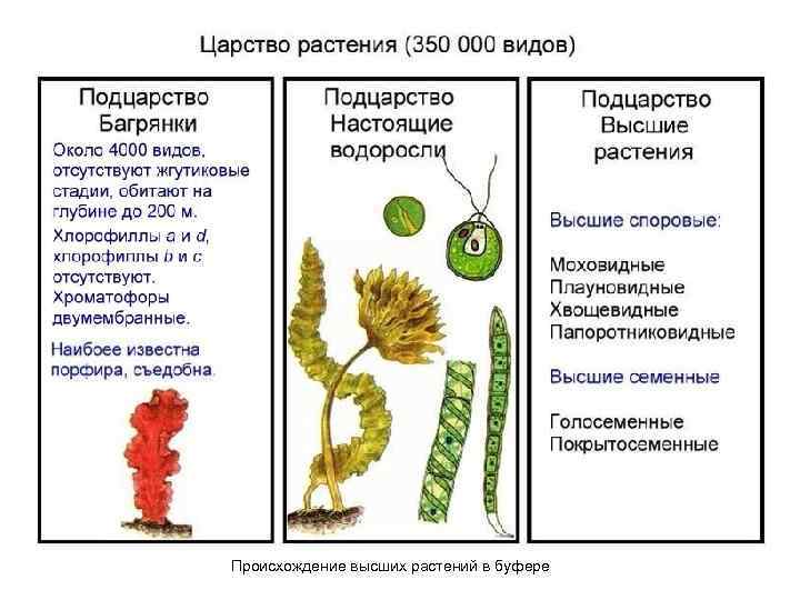 Происхождение высших растений в буфере 