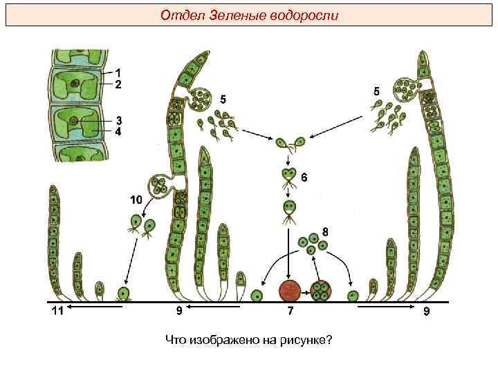 Отдел Зеленые водоросли Что изображено на рисунке? 