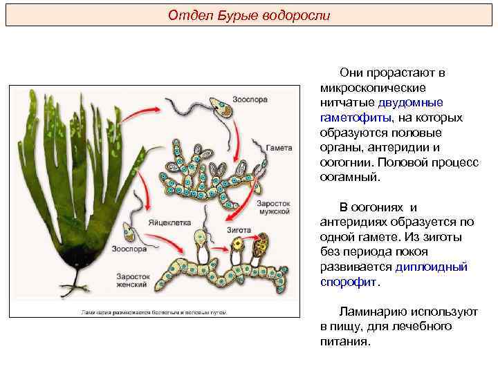 Отдел Бурые водоросли Они прорастают в микроскопические нитчатые двудомные гаметофиты, на которых образуются половые