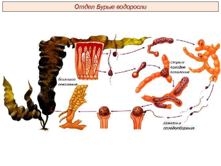 Отдел Бурые водоросли 