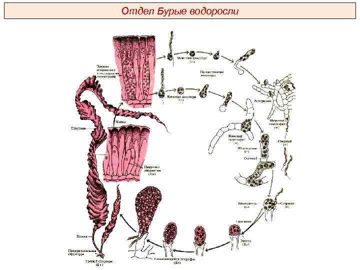 Отдел Бурые водоросли 