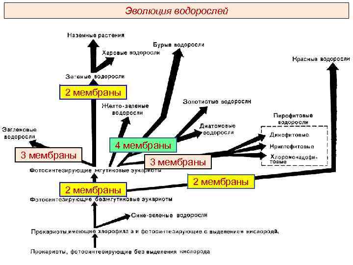 Эволюция водорослей 2 мембраны 3 мембраны 4 мембраны 2 мембраны 3 мембраны 2 мембраны