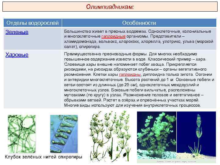 Олимпиадникам: Отделы водорослей Особенности Зеленые Большинство живет в пресных водоемах. Одноклеточные, колониальные и многоклеточные