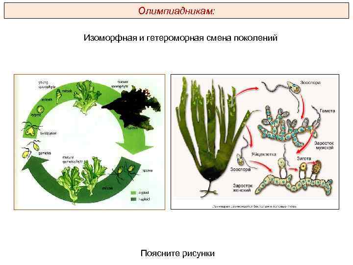 Олимпиадникам: Изоморфная и гетероморная смена поколений Поясните рисунки 