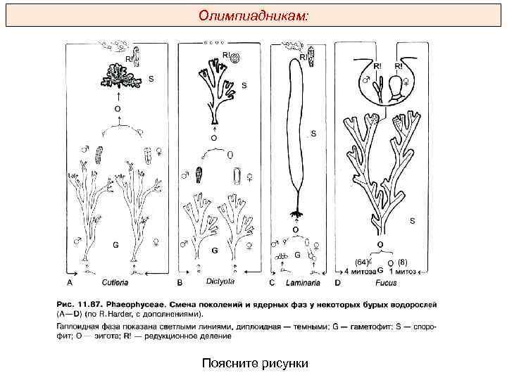 Олимпиадникам: Поясните рисунки 