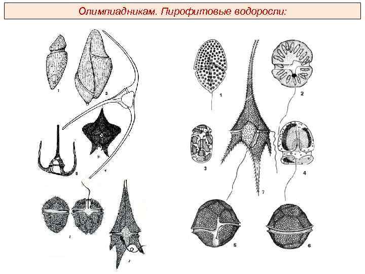 Олимпиадникам. Пирофитовые водоросли: 