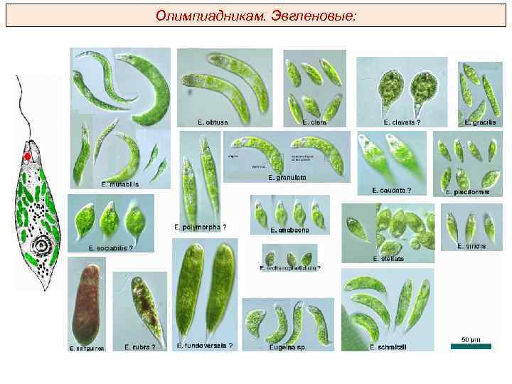 Олимпиадникам. Эвгленовые: 