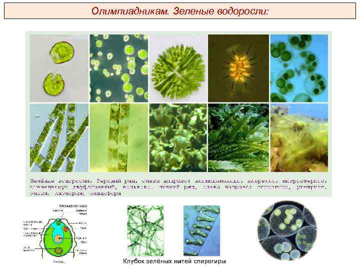 Олимпиадникам. Зеленые водоросли: 