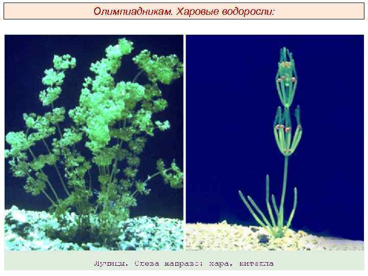 Олимпиадникам. Харовые водоросли: 