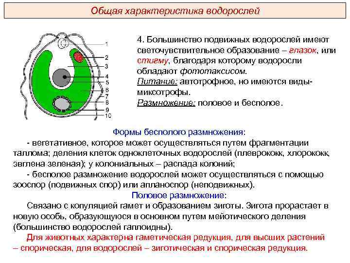 Общая характеристика водорослей 4. Большинство подвижных водорослей имеют светочувствительное образование – глазок, или стигму,