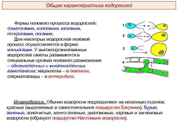 Общая характеристика водорослей Формы полового процесса водорослей: соматогамия, хологамия, изогамия, гетерогамия, оогамия. Для некоторых