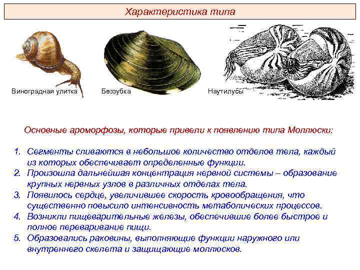Раковина выполняет функцию. Моллюски общая характеристика ароморфозы. Биология ЕГЭ общая характеристика моллюсков. Строение раковины моллюсков ЕГЭ. Моллюски ЕГЭ характеристика типа.