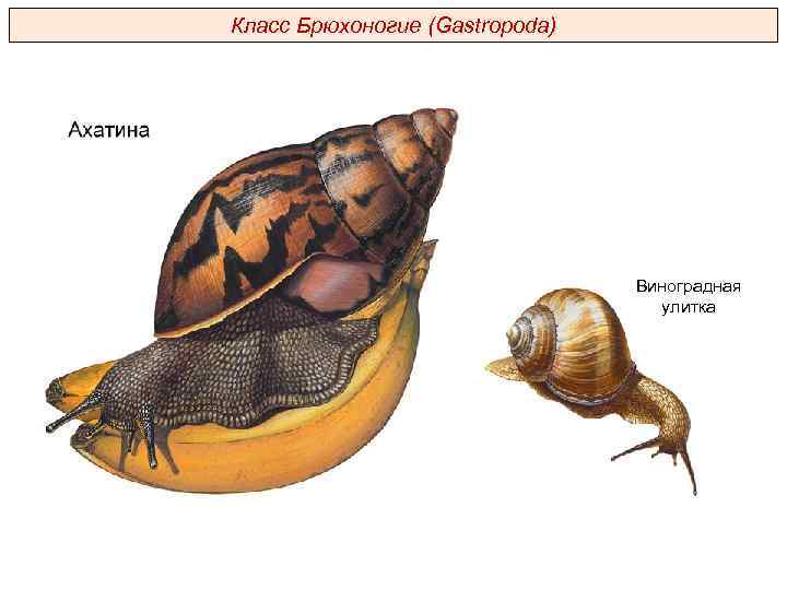 Класс Брюхоногие (Gastropoda) Виноградная улитка 