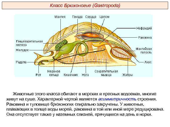 Класс Брюхоногие (Gastropoda) Животные этого класса обитают в морских и пресных водоемах, многие живут