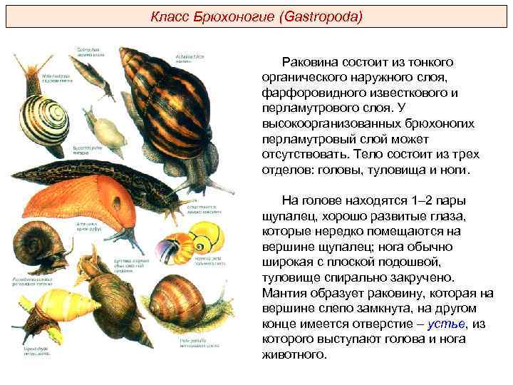 Класс Брюхоногие (Gastropoda) Раковина состоит из тонкого органического наружного слоя, фарфоровидного известкового и перламутрового