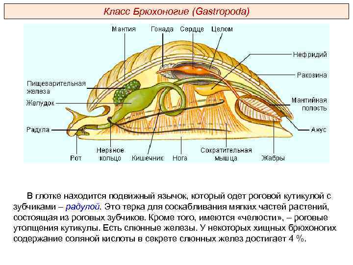 Класс Брюхоногие (Gastropoda) В глотке находится подвижный язычок, который одет роговой кутикулой с зубчиками