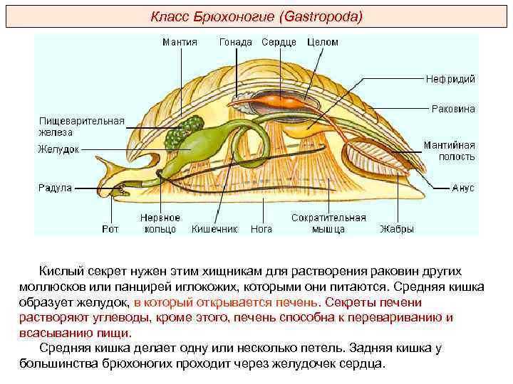 Класс Брюхоногие (Gastropoda) Кислый секрет нужен этим хищникам для растворения раковин других моллюсков или