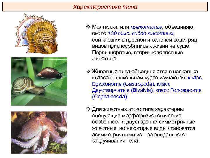 Презентация тип моллюски 7 класс биология общая характеристика