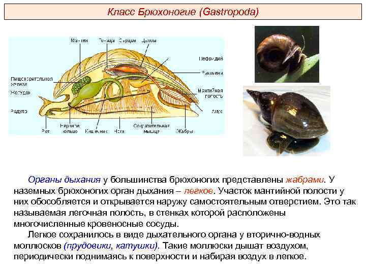 Класс Брюхоногие (Gastropoda) Органы дыхания у большинства брюхоногих представлены жабрами. У наземных брюхоногих орган