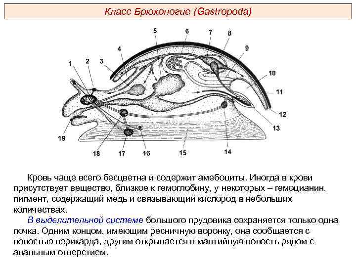 Схема брюхоногого моллюска