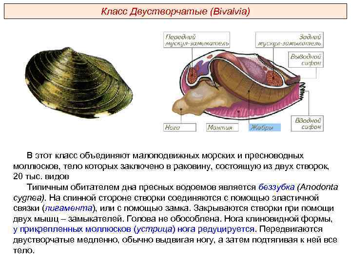 Общая характеристика типа моллюски план ответа