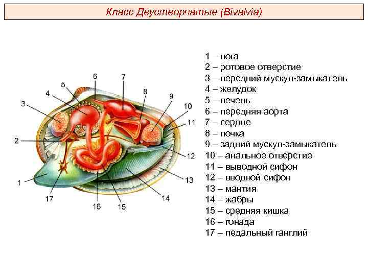 Работа по моллюскам 7 класс биология. Схема строения двустворчатого моллюска. Класс двустворчатые внутреннее строение.