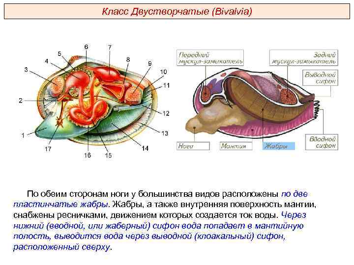 Моллюски внутренний скелет. Общая характеристика класса двустворчатые моллюски. Строение двустворчатого моллюска ЕГЭ.