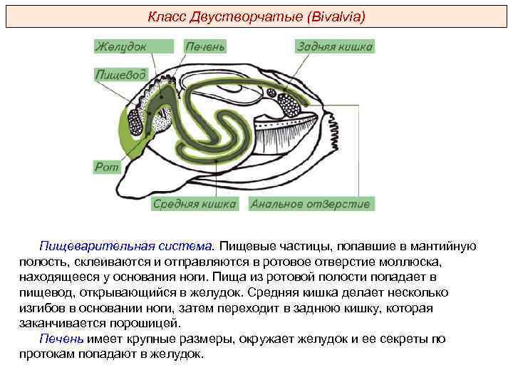 Класс Двустворчатые (Bivalvia) Пищеварительная система. Пищевые частицы, попавшие в мантийную полость, склеиваются и отправляются