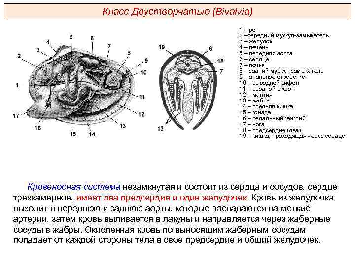 Класс Двустворчатые (Bivalvia) 1 – рот 2 –передний мускул-замыкатель 3 – желудок 4 –