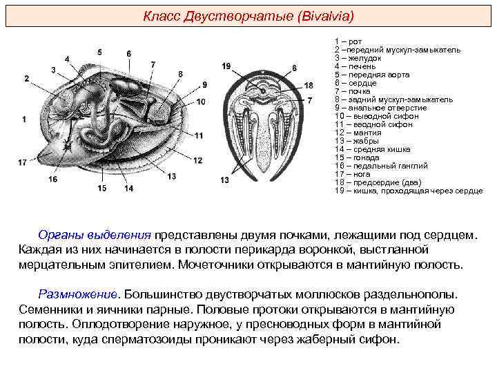 Класс Двустворчатые (Bivalvia) 1 – рот 2 –передний мускул-замыкатель 3 – желудок 4 –