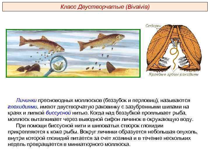 Класс Двустворчатые (Bivalvia) Личинки пресноводных моллюсков (беззубок и перловиц), называются глохидиями, имеют двустворчатую раковинку