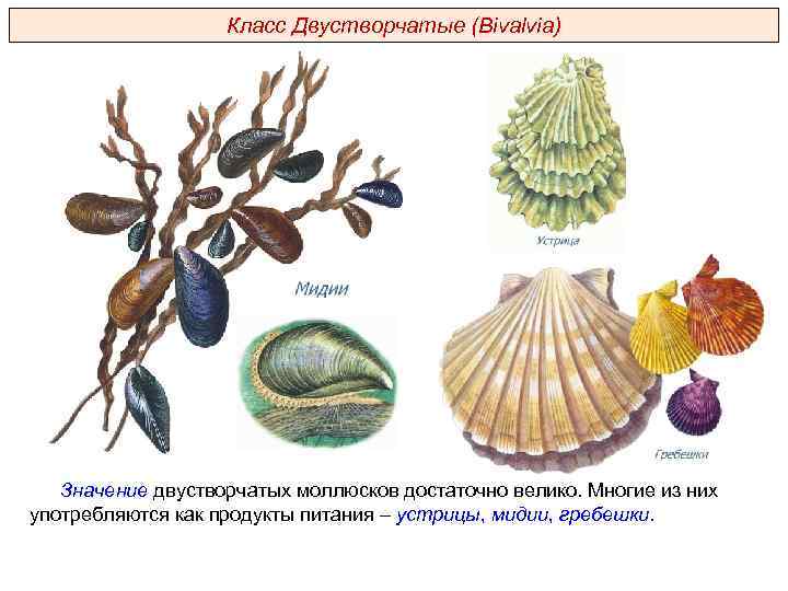 Класс Двустворчатые (Bivalvia) Значение двустворчатых моллюсков достаточно велико. Многие из них употребляются как продукты