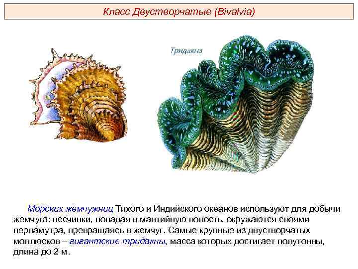 Класс Двустворчатые (Bivalvia) Морских жемчужниц Тихого и Индийского океанов используют для добычи жемчуга: песчинки,