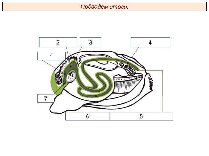 Подведем итоги: 2 3 4 1 7 6 5 