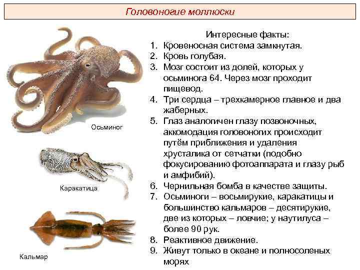 Общая характеристика типа моллюски план ответа