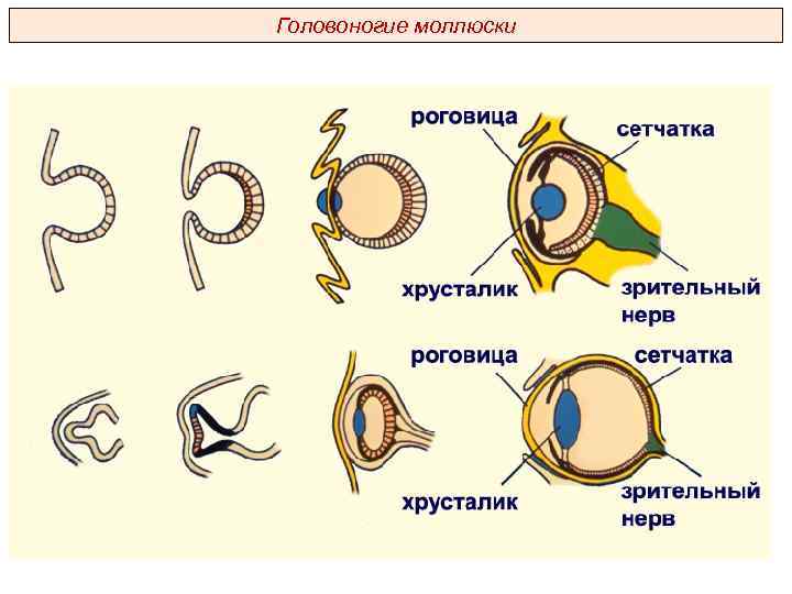 Головоногие моллюски 