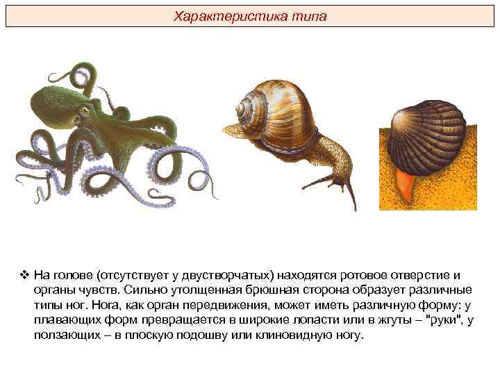 К какому классу относится моллюск представленный на рисунке