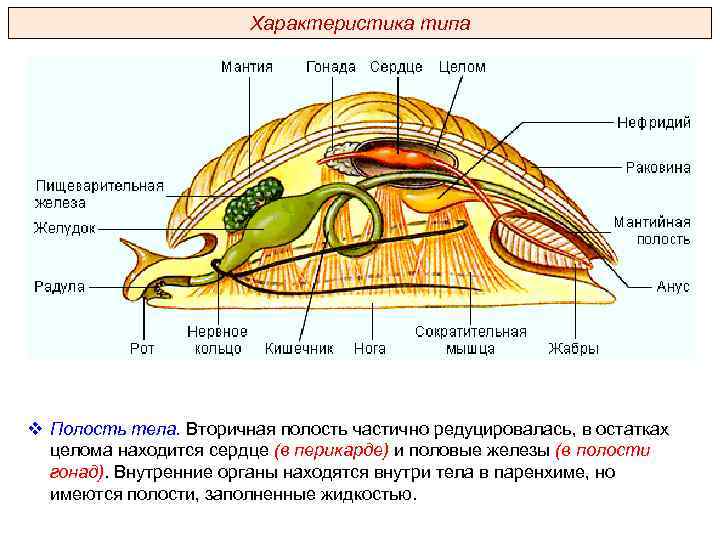 Характеристика типа v Полость тела. Вторичная полость частично редуцировалась, в остатках целома находится сердце