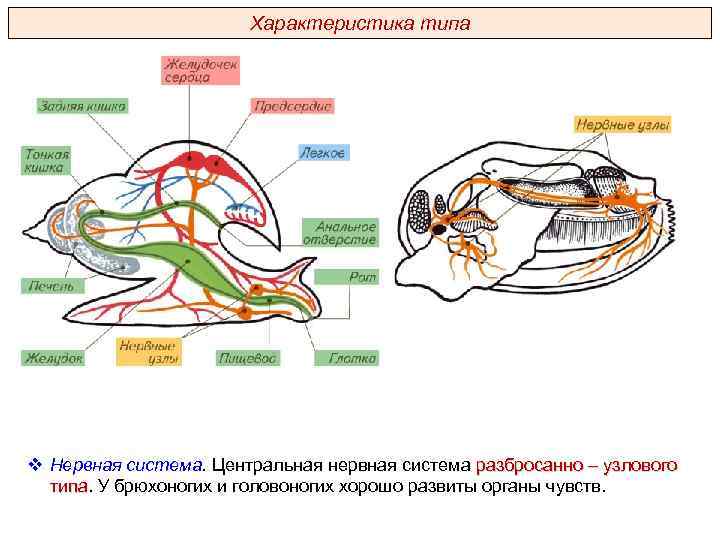 Характеристика типа v Нервная система. Центральная нервная система разбросанно – узлового типа. У брюхоногих