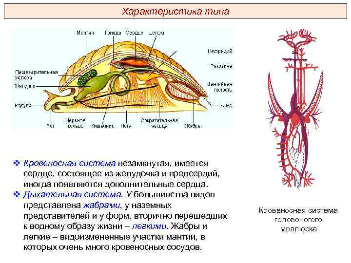 Тип моллюски схема