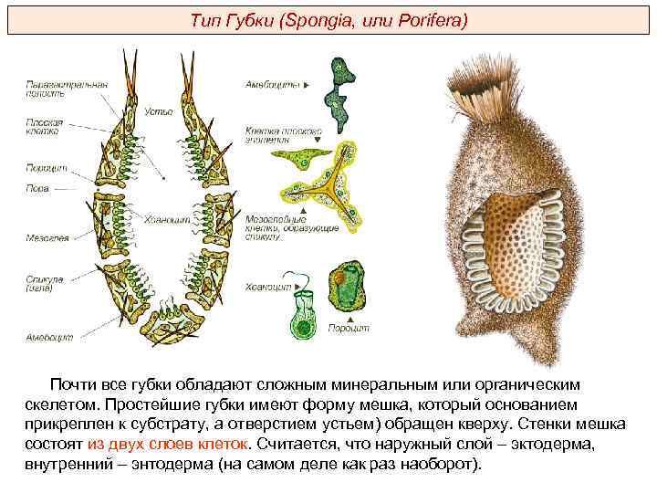 Тип Губки (Spongia, или Porifera) Почти все губки обладают сложным минеральным или органическим скелетом.