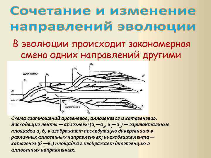 Какой путь достижения биологического прогресса обозначен на рисунке цифрой 1 дайте определение