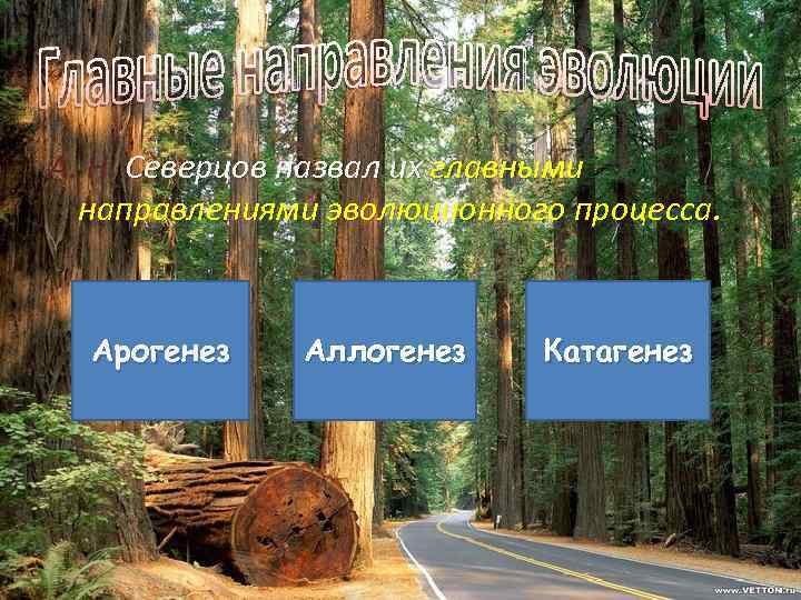 А. Н. Северцов назвал их главными направлениями эволюционного процесса Арогенез Аллогенез Катагенез 