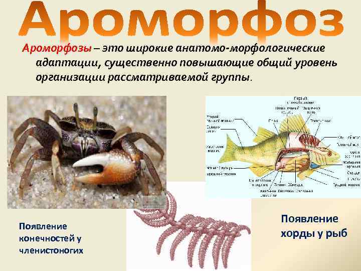 Ароморфозы – это широкие анатомо-морфологические адаптации, существенно повышающие общий уровень организации рассматриваемой группы. Появление