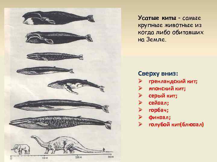 Усатые киты - самые крупные животные из когда либо обитавших на Земле. Cверху вниз: